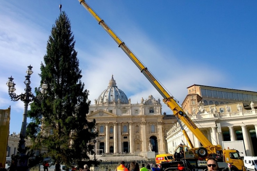 El árbol del Navidad ya está en la plaza de San Pedro